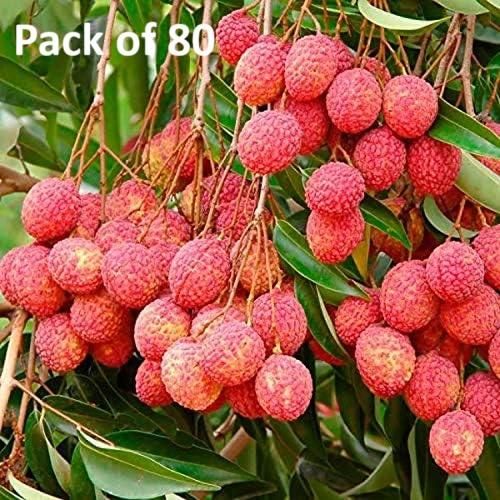 Premium Lychee (Litchi) Fruit Seeds – 80 High-Germination Outdoor Growing Seeds for Home Garden